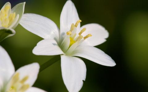 White Jasmine Flower壁纸