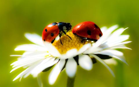 Ladybugs In Daisy壁纸