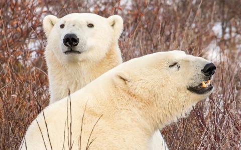 两个北极熊，树枝壁纸
