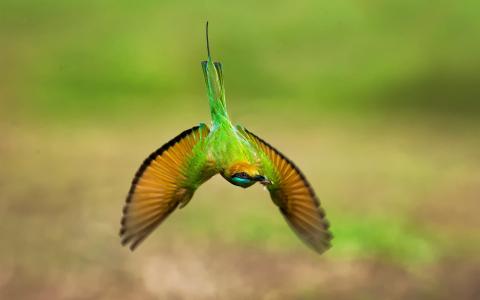 绿色的蜂鸟，飞行，翅膀壁纸