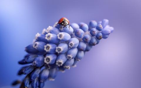 葡萄风信子花，瓢虫，蓝色壁纸