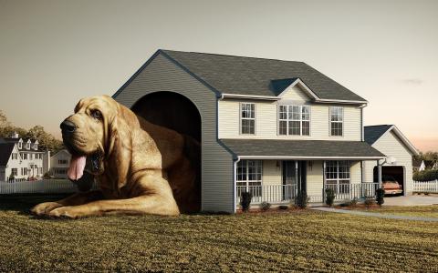 狗真正的房子壁纸