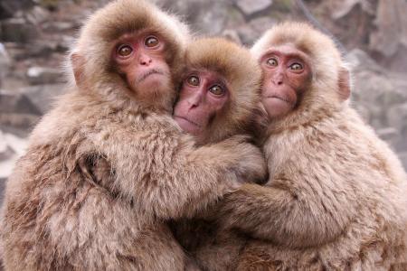 ***三只可爱的猴子壁纸