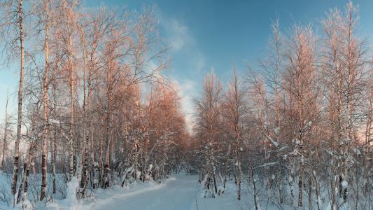 冬天，桦木，雪，路壁纸