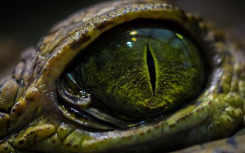 蜥蜴宏观眼睛绿色高清壁纸