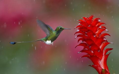 下雨天，蜂鸟聚甘露，红色的花朵壁纸