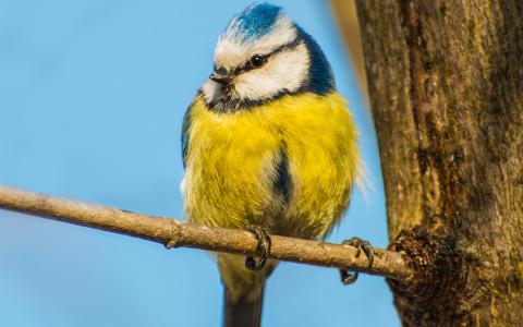 鸟，黄色的蓝色羽毛，分支，树干壁纸