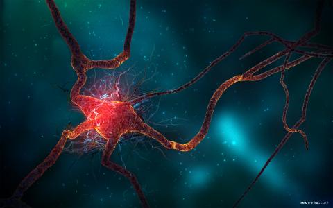 神经元细胞壁纸
