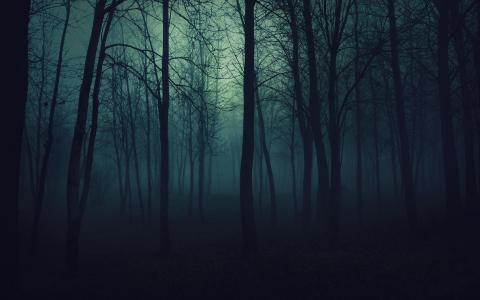 木材，树木，阴沉，雾，阴霾，黑暗壁纸