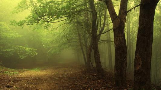 森林，绿色，雾，自然壁纸
