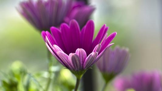 Coneflower，紫色的花朵，宏，性质壁纸