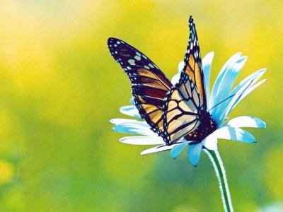 蝴蝶在蓝色的花性质高清壁纸