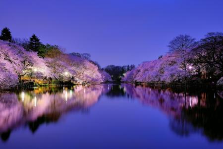 日本，大阪，城市，公园，湖，光，灯，晚上，蓝色，天空，树，樱桃，樱桃，开花壁纸