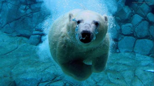 北极熊潜水壁纸