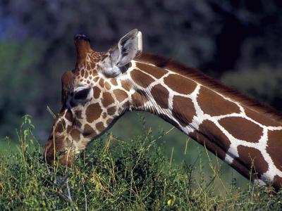 长颈鹿吃野生生活高清壁纸