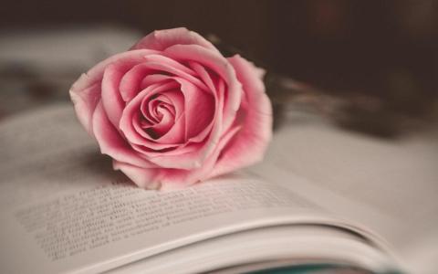 花粉红玫瑰书心情的壁纸