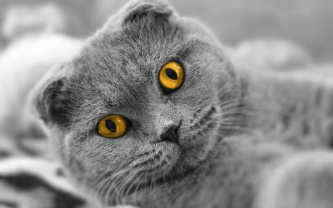 苏格兰折耳猫猫，黄色的眼睛壁纸