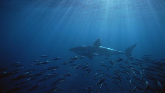 群岛南澳大利亚海王星大白鲨Iphone壁纸