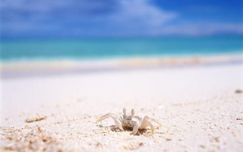 螃蟹在白色的海滩上的壁纸
