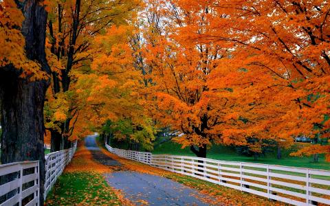 道路，树木，木栅栏，秋天，草地，红叶壁纸