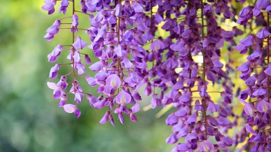 紫藤，鲜花，美丽，大自然壁纸