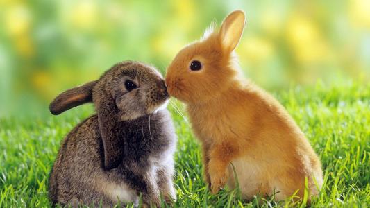 亲吻，小兔子，动物，可爱，草，爱，友谊壁纸