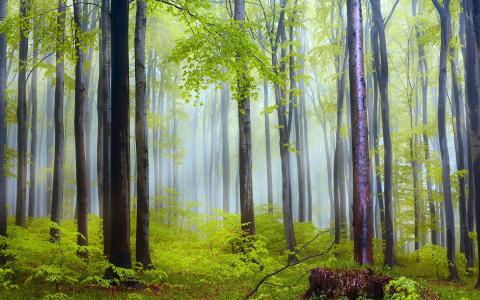 自然风光，森林，树木，早晨，雾，雨后壁纸