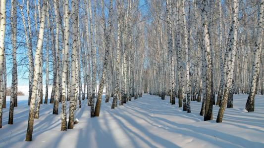 厚厚的雪，冬天，桦树的壁纸