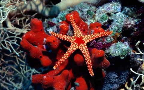 水下鱼海底海星HD免费的墙纸