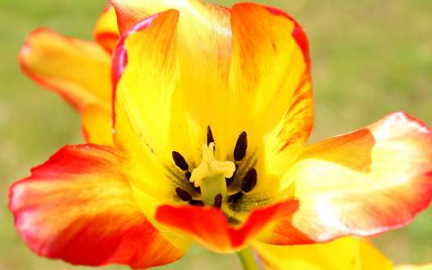郁金香花的微距摄影，橙色的花瓣，雌蕊壁纸