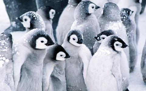 企鹅在雪壁纸的殖民地