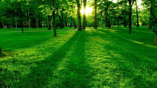 公园，草坪，草，树，太阳壁纸