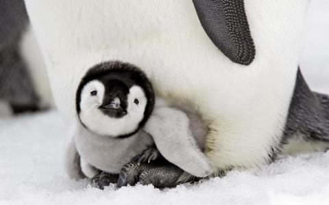 可爱的企鹅宝宝壁纸