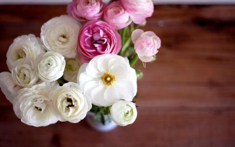 毛茛花束花白色粉红色的花瓣花瓶壁纸