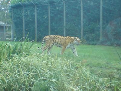 老虎在动物园壁纸