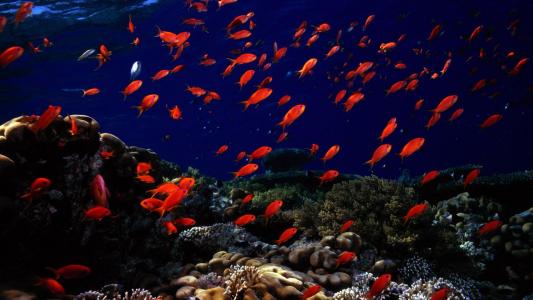 动物鱼海洋海底水下桌面壁纸