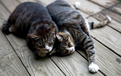 两只猫睡在木板壁纸