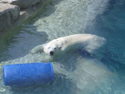 北极熊在冰冷的水壁纸中放松