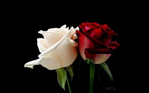 红玫瑰和白玫瑰令人惊叹的高分辨率壁纸