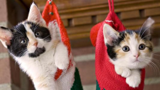 小猫，挂，袜子，假期，圣诞节，蓬松，夫妇壁纸
