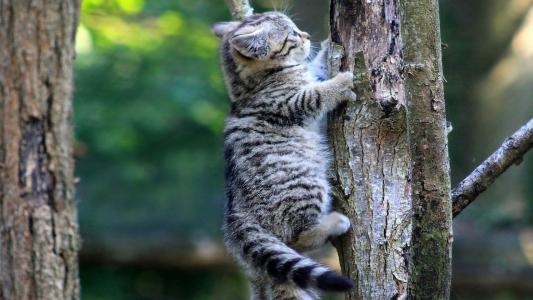 猫小猫攀登攀登高清壁纸