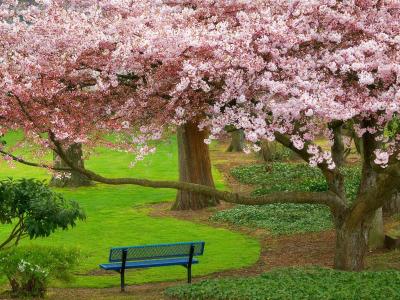 樱桃树常绿公园华盛顿高清壁纸