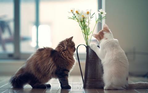看着小花盆壁纸的甜猫