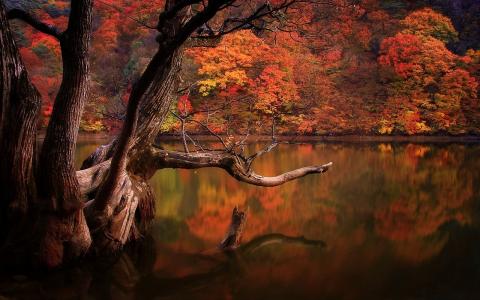 湖，森林，秋天，韩国，悲伤，大自然壁纸