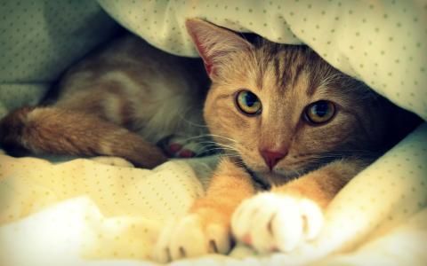 猫在毯子壁纸