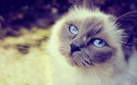 猫的蓝眼睛壁纸