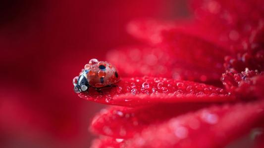 Red flower petals macro photography, dew, ladybug wallpaper