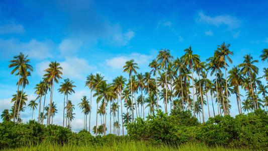 Malaysia, Bohey Dulang Island, palm trees, grass, blue sky wallpaper