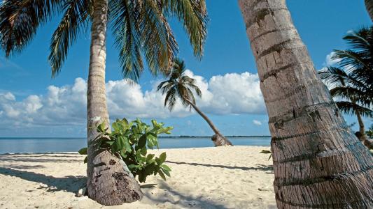 热带海滩棕榈树高清壁纸