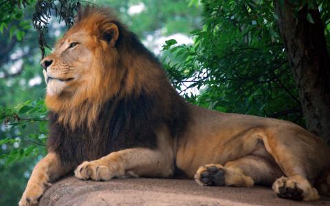 狮子王的动物园壁纸